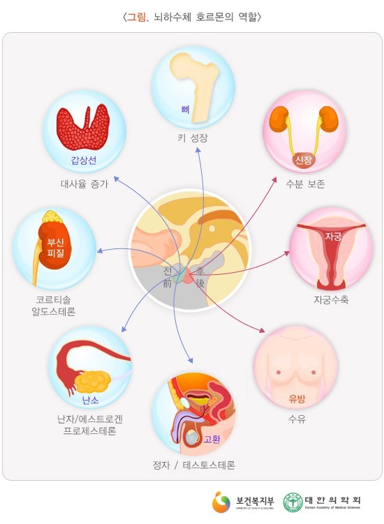 뇌하수체 호르몬의 역할.jpg